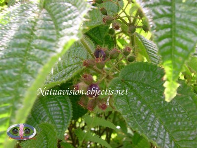 feuilles et fruits