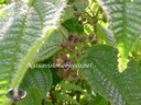 feuilles et fruits - thumbnail