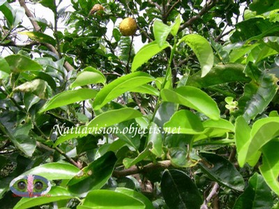 Fruits et feuilles - small