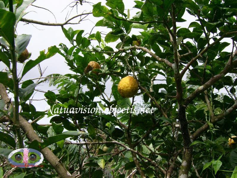 Fruits et feuilles 2