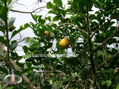 Fruits et feuilles 2