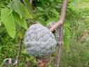 Fruit - thumbnail