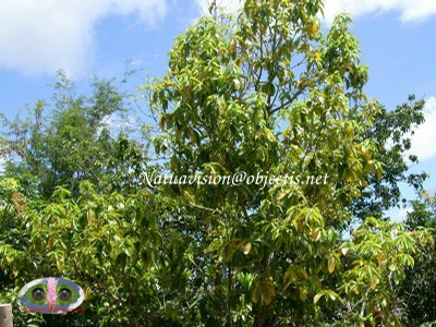 pied de pomme d'eau - small