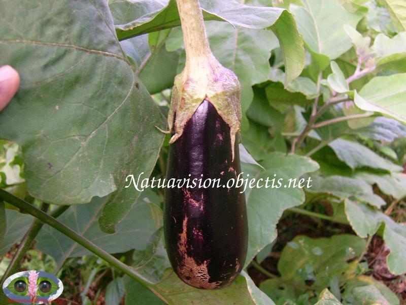 Aubergine