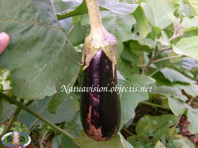 Aubergine