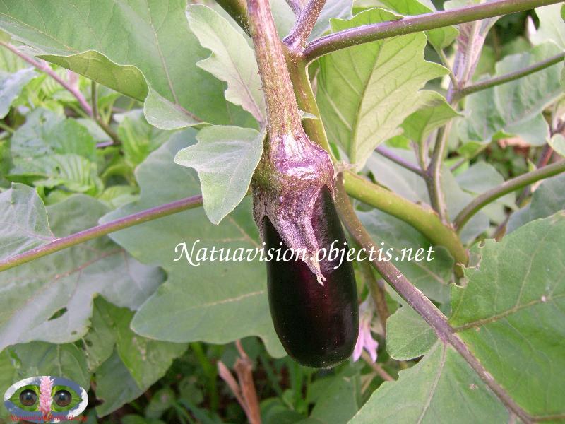 Aubergine