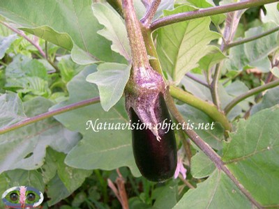 Aubergine