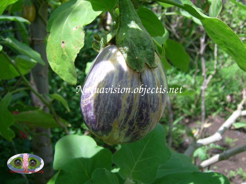 fruit autre vatiété