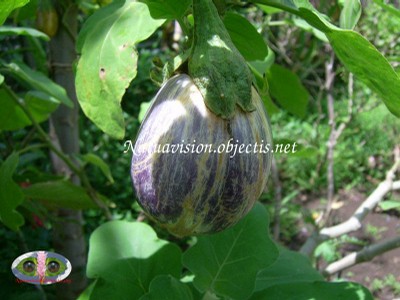 fruit autre vatiété