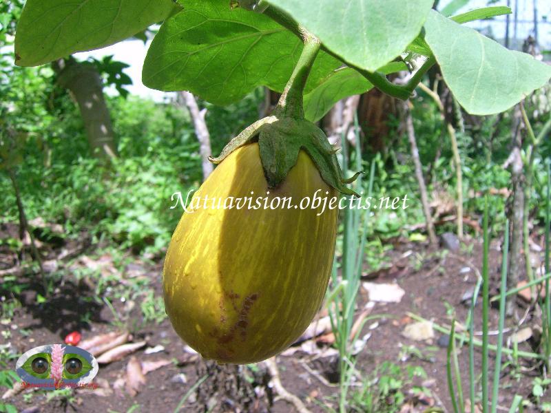 fruit mure autre variété