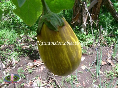 fruit autre vatiété2