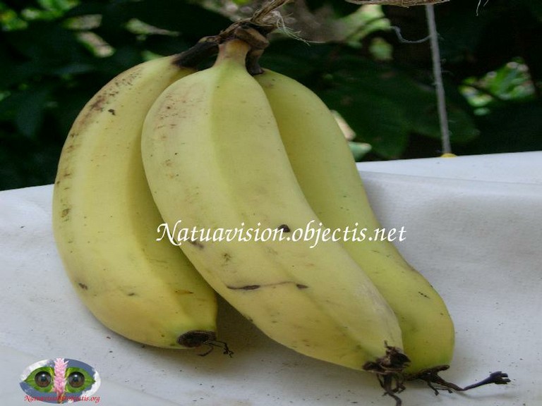 Banane mûre(fig mi) - big