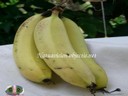 Banane mûre(fig mi) - thumbnail