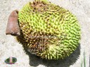 Fruit mur - thumbnail