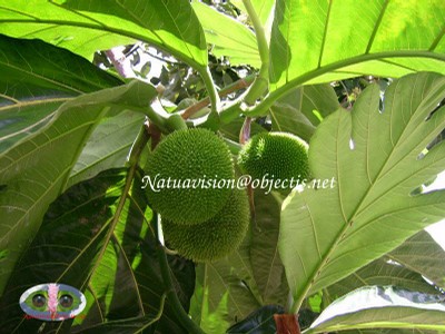 Jeune fruit - small