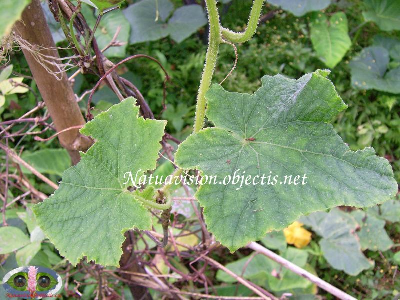 Feuille de concombre