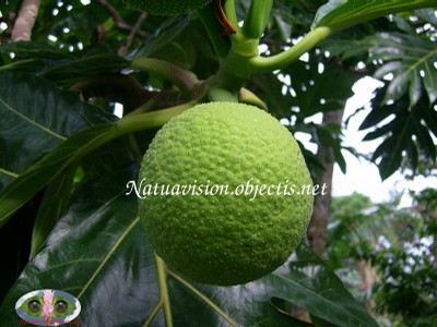 Jeune fruit