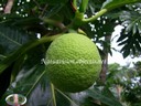 Jeune fruit - thumbnail