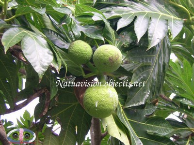 Jeune fruit 3 - small