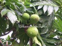 Jeune fruit 3 - thumbnail