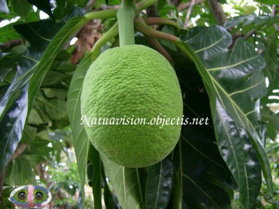 Jeune fruit 2 - small