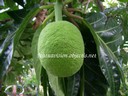 Jeune fruit 2 - thumbnail